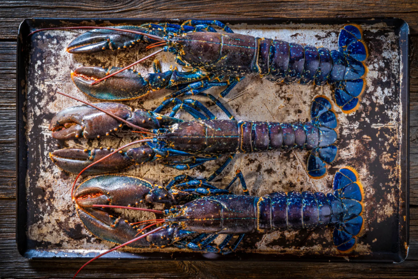 Whole blue lobsters, top view seafood
